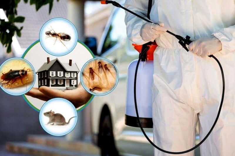 Can Eco-Conscious Pest Control Actually Save You Money?