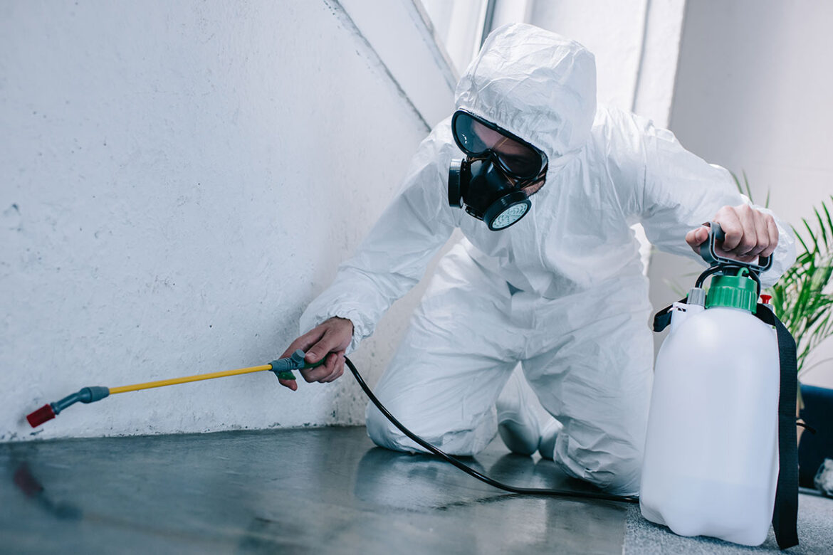 Why Termite Infestations Can Go Undetected for Years in Glen Ellyn