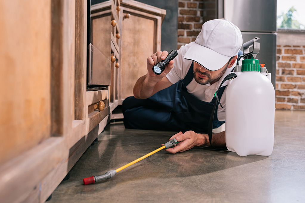 Why Manchester Apartment Buildings Are Vulnerable to Bed Bug Infestation