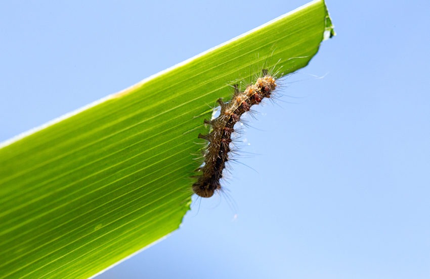 Common Pests That Can Be Found in Ashburn Garages