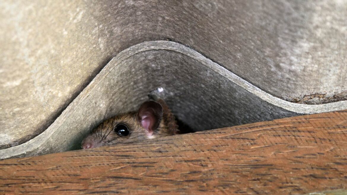 Why Frisco Garages Are Prime Real Estate for Rodents in Cooler Weather