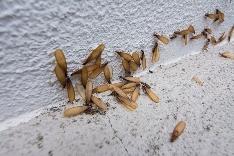 Connection Between Vancouver’s Rainfall and Termite Activity
