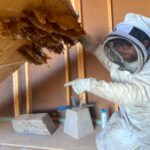 Beehive Infestations in Phoenix