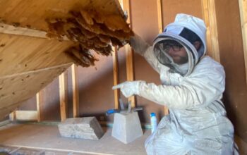 Beehive Infestations in Phoenix