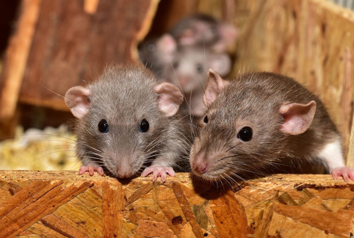 Beyond the Bite: Diseases Spread by Rodents in Ashburn, VA